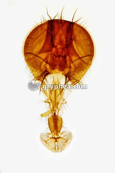 Tête d'insecte - type suceur labial - Mouche (Calliphora erythrocephala) x7 - gryphea.org